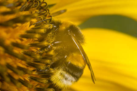 macro photo of bee on yellow flower wildlife