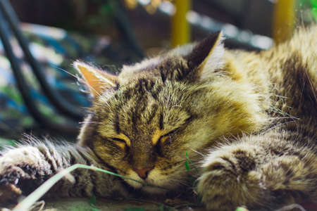 sleeping cat close-up of Siberian breed outdoorsの写真素材