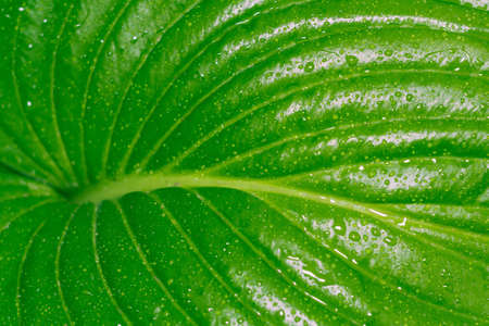 host green leaves of summer the concept of macro dropsの写真素材