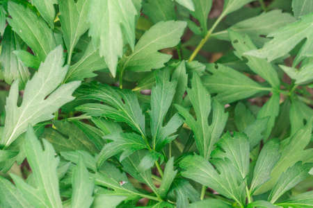 peony leaf texture spring green leaves gardenの写真素材