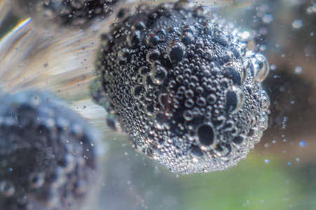 black grapes close-upの写真素材