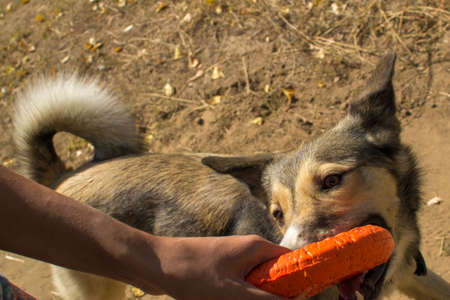 dog playing with pullerの写真素材
