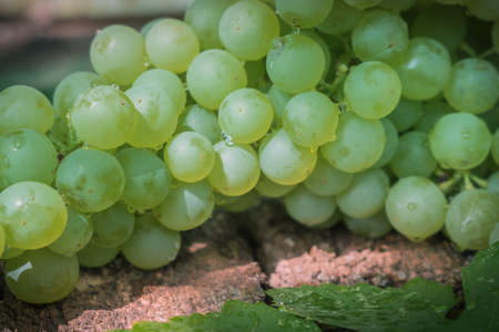 bunch of green grapes on wooden background Sultana variety harvest seasonの写真素材