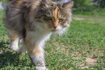 fluffy cat summer day beautiful animal running on the grassの写真素材