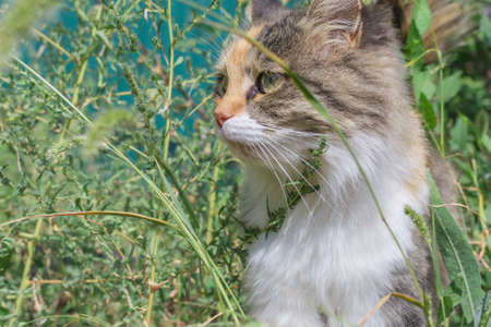 fluffy cat on a summer day