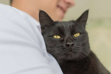 portrait of a black cat with yellow eyes looking at the camera