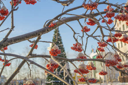 winter red berries new year in the winter city of Siberia