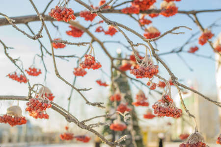 winter red berriesの写真素材