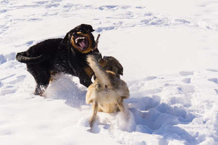dog fight in the winterの写真素材