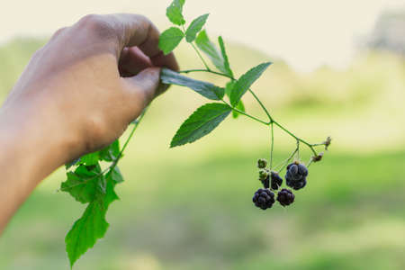 Wild Organic Blackberries