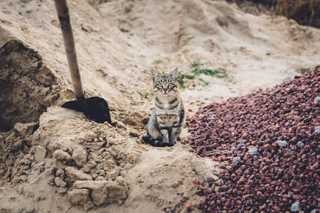 cat Builder humorの写真素材