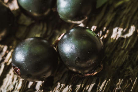 currant macro photo black currant closeup on wooden backgroundの写真素材