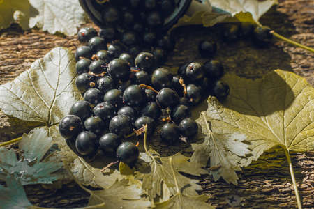 Blackcurrant on wooden backgroundの写真素材