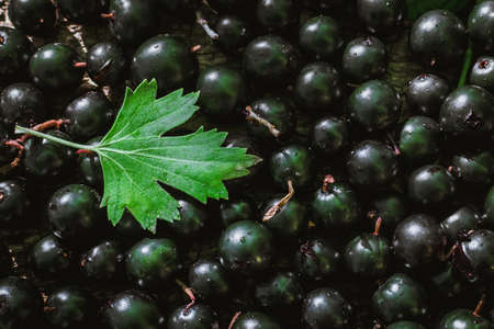 black currant berries the texture is vegetarianism a healthy dietの写真素材