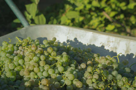 Harvest of white grapes for wine