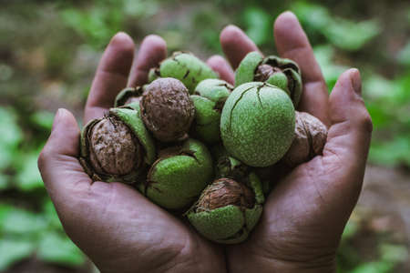 Fresh harvest of ripe walnuts farming farmの写真素材