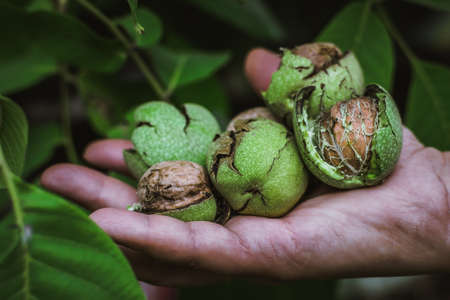 Fresh harvest of ripe walnuts farming farmの写真素材