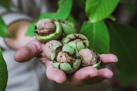 Fresh harvest of ripe walnuts farming farmの写真素材