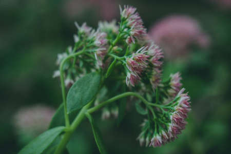 hylotelephium in the garden pink flowers useful plant