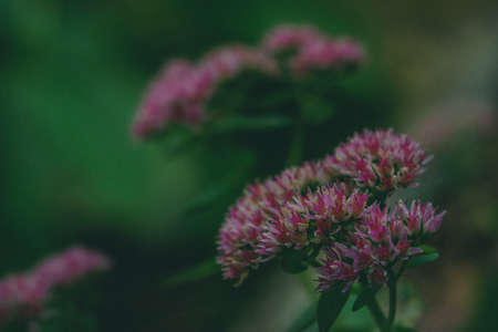 hylotelephium plant flowersの写真素材