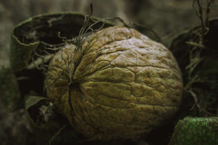 ripe walnut macro fresh walnut with tree healthy food