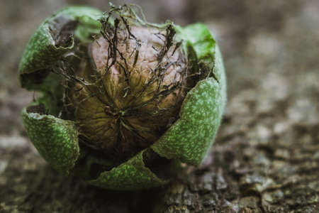 ripe walnut macro fresh walnut with tree healthy food