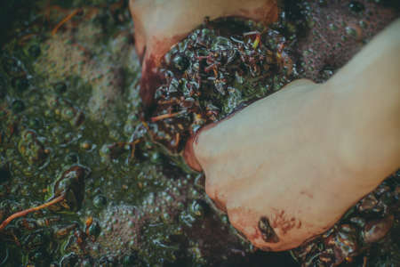 grapes wine making at home agriculture farm vineyardの写真素材