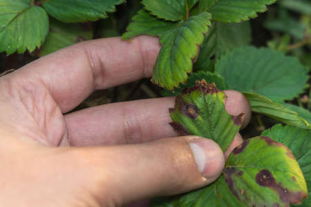 strawberry leaves infected healthy and bad leaves of the plant