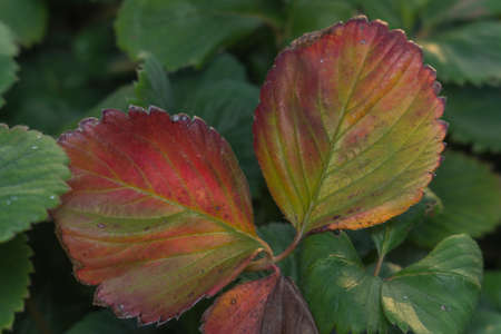 diseases of the leaves of strawberriesの写真素材