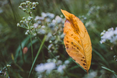 autumn yellow leaf in the grass autumn mood end of the seasonの写真素材