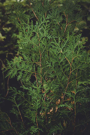 coniferous tree thuja closeup green tree decorative for gardenの写真素材