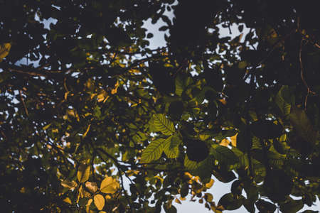 yellow leaves look bottom abstraction background with autumn yellow leaves of the year, the seasonの写真素材