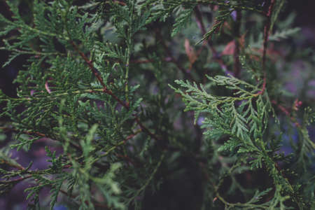 coniferous tree thuja closeup green tree decorative for gardenの写真素材