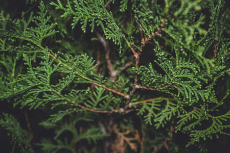coniferous tree thuja closeup green tree decorative for gardenの写真素材