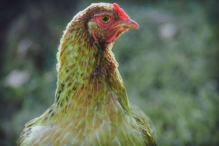 portrait of chicken close-up farm farming chicken birdの写真素材