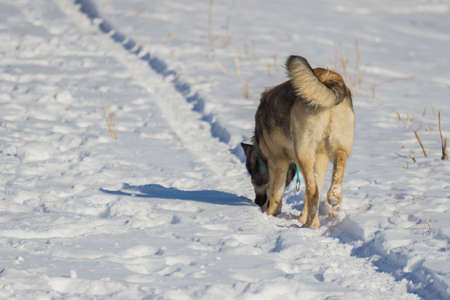 Walk dogs in the winter