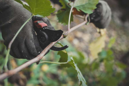 care for plants pruning grapes in autumn cultivator pruning