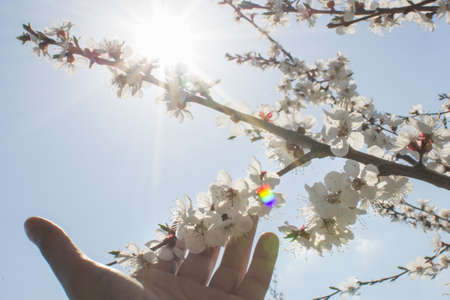 apricot tree bloom in spring beautiful white flowers
