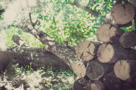 saw of natural wooden logs background abstraction texture woodの写真素材