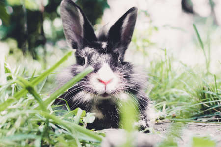 portrait of a rabbit in the grass blurred backgroundの写真素材