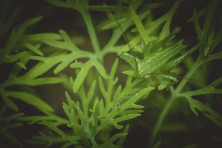 texture macro green dill is a useful plant