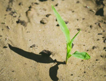 corn in the field the first stirrings of agriculture agriculture