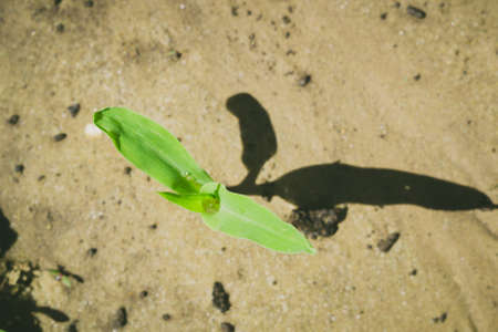 corn in the field the first stirrings of agriculture agricultureの写真素材