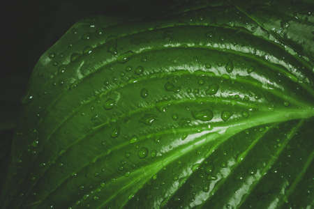 water drops on a green sheet macro photo close-up abstraction of nature