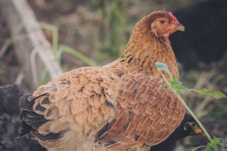 portrait of chicken close-up farm farming chicken birdの写真素材