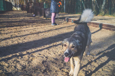 dog playing with girl in open area training for animal
