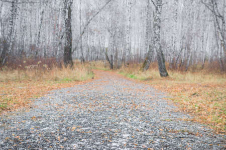 road in birch forest in autumn forest trees background with space for text