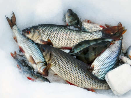 lot of fish on the ice winter fishing catch fishing in the winter