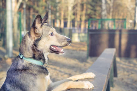 dog on the street opened his mouth looking at the camera