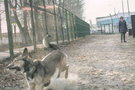 girl playing with a dog on the court in the autumn training